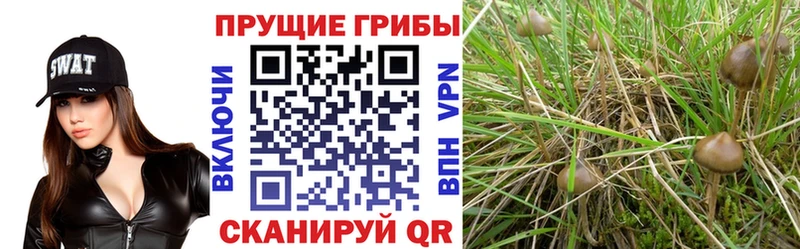 где можно купить   Каменногорск  Псилоцибиновые грибы мицелий 